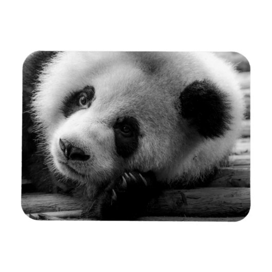 Kutest Baby Animals | Giant Panda Beer Cub Magneet (Horizontaal)
