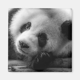 Kutest Baby Animals Giant Panda Beer Cub Magneet