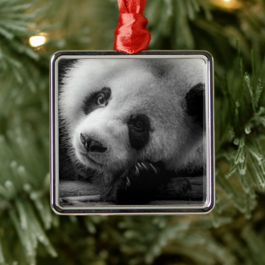 Kutest Baby Animals | Giant Panda Beer Cub Metalen Ornament (Boom)