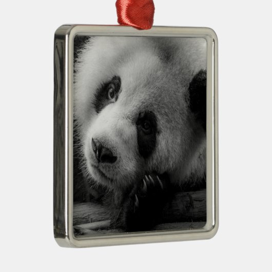 Kutest Baby Animals | Giant Panda Beer Cub Metalen Ornament (Rechts)