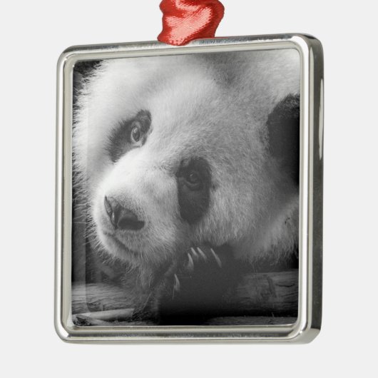 Kutest Baby Animals | Giant Panda Beer Cub Metalen Ornament (Links)