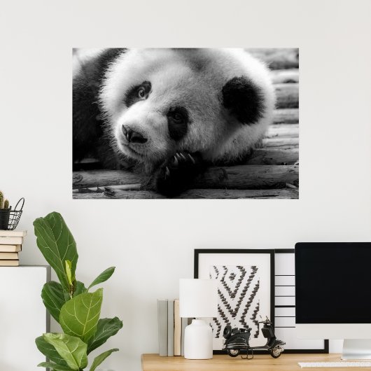 Kutest Baby Animals | Giant Panda Beer Cub Poster (Thuiskantoor)
