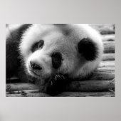 Kutest Baby Animals | Giant Panda Beer Cub Poster (Voorkant)