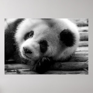 Kutest Baby Animals   Giant Panda Beer Cub Poster