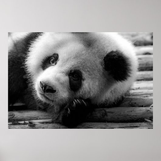 Kutest Baby Animals | Giant Panda Beer Cub Poster (Voorkant)