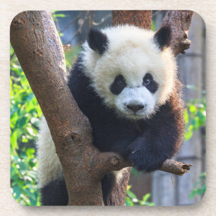Kutest Baby Animals   Giant Panda Cub Bier Onderzetter