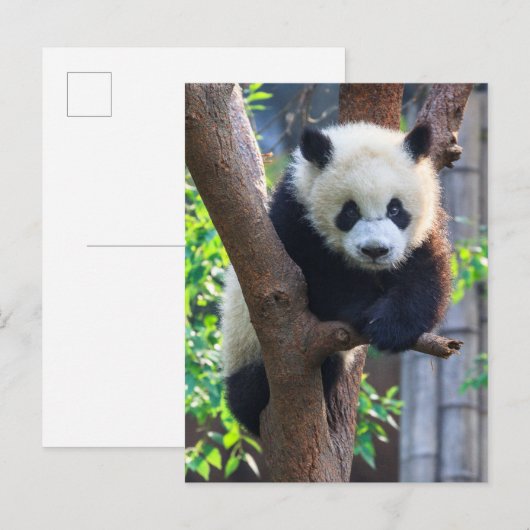 Kutest Baby Animals | Giant Panda Cub Briefkaart (Voorkant / Achterkant)
