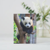 Kutest Baby Animals | Giant Panda Cub Briefkaart (Staand voorkant)