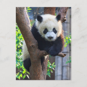 Kutest Baby Animals   Giant Panda Cub Briefkaart