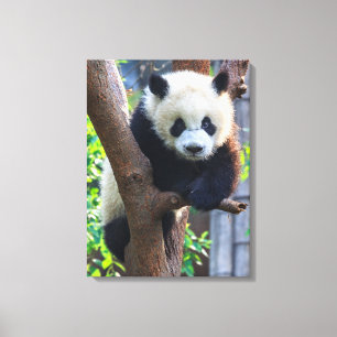 Kutest Baby Animals   Giant Panda Cub Canvas Afdruk