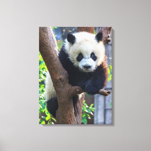 Kutest Baby Animals | Giant Panda Cub Canvas Afdruk (Voorkant)