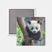 Kutest Baby Animals | Giant Panda Cub Magneet (Voorkant / Achterkant)