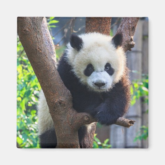 Kutest Baby Animals | Giant Panda Cub Magneet (Voorkant)