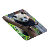 Kutest Baby Animals | Giant Panda Cub Magneet (Rechterzijde)