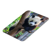 Kutest Baby Animals | Giant Panda Cub Magneet (Linkerzijde)