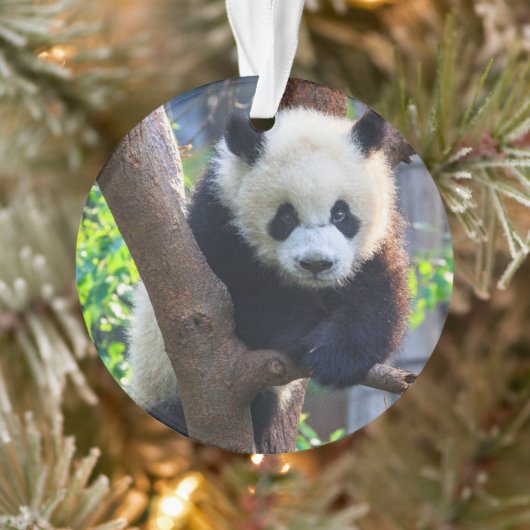 Kutest Baby Animals | Giant Panda Cub Ornament (Boom)