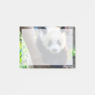 Kutest Baby Animals Giant Panda Cub Post-it® Notes