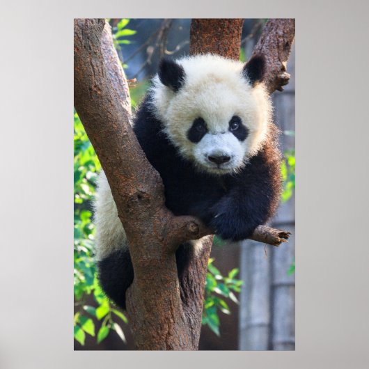 Kutest Baby Animals | Giant Panda Cub Poster (Voorkant)