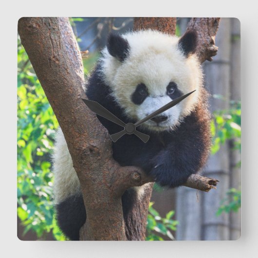 Kutest Baby Animals | Giant Panda Cub Vierkante Klok (Voorkant)