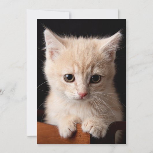Kutest Baby Animals | Ginger Kitten Bedankkaart (Voorkant)