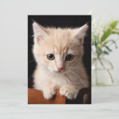 Kutest Baby Animals | Ginger Kitten Bedankkaart (Staand voorkant)