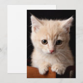 Kutest Baby Animals | Ginger Kitten Bedankkaart (Voorkant / Achterkant)