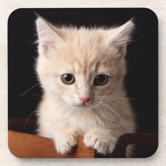Kutest Baby Animals | Ginger Kitten Bier Onderzetter (Voorkant)