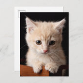 Kutest Baby Animals | Ginger Kitten Briefkaart (Voorkant / Achterkant)