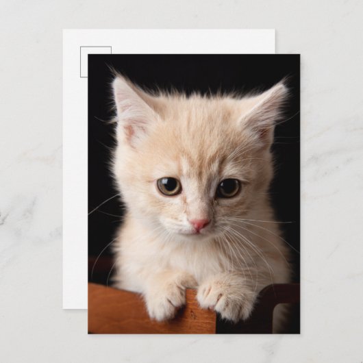 Kutest Baby Animals | Ginger Kitten Briefkaart (Voorkant / Achterkant)