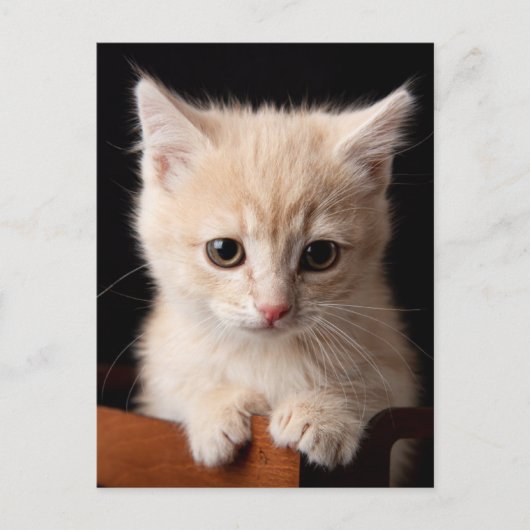 Kutest Baby Animals | Ginger Kitten Briefkaart (Voorkant)