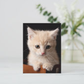 Kutest Baby Animals | Ginger Kitten Briefkaart (Staand voorkant)