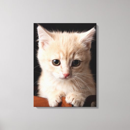 Kutest Baby Animals | Ginger Kitten Canvas Afdruk (Voorkant)