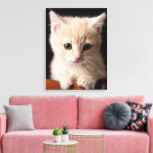 Kutest Baby Animals | Ginger Kitten Canvas Afdruk (Insitu (Woonkamer))