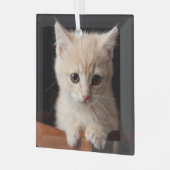 Kutest Baby Animals | Ginger Kitten Glas Ornament (Voorkant links)