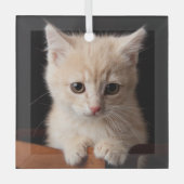Kutest Baby Animals | Ginger Kitten Glas Ornament (Voorkant)