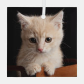 Kutest Baby Animals | Ginger Kitten Glas Ornament (Achterkant)