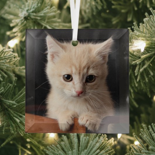 Kutest Baby Animals | Ginger Kitten Glas Ornament (Insitu)