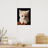 Kutest Baby Animals | Ginger Kitten Poster (Keuken)