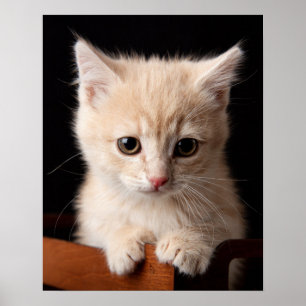 Kutest Baby Animals Ginger Kitten Poster