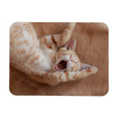 Kutest Baby Animals | Ginger Kitten Yawning Magneet (Horizontaal)