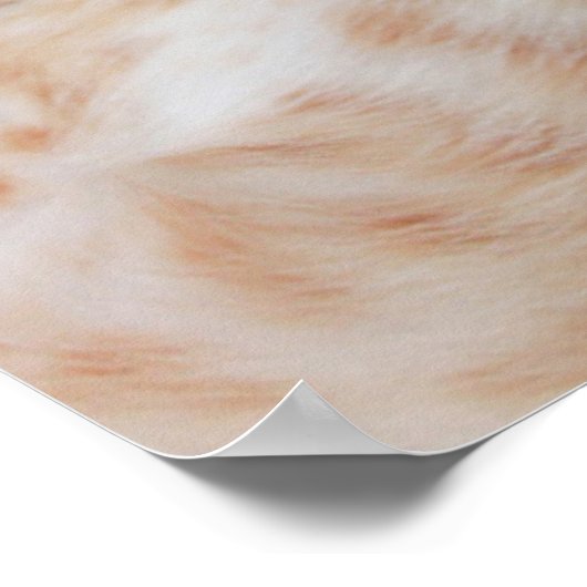 Kutest Baby Animals | Ginger Kitten Yawning Poster (Hoek)