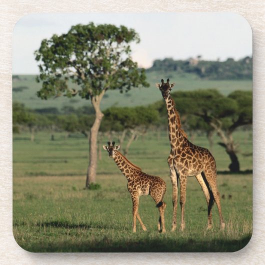 Kutest Baby Animals | Giraffe Calf & Mama Bier Onderzetter (Voorkant)
