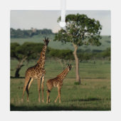 Kutest Baby Animals | Giraffe Calf & Mama Glas Ornament (Achterkant)