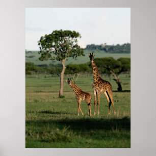 Kutest Baby Animals   Giraffe Calf & Mama Poster