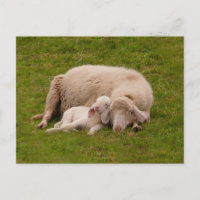 Kutest Baby Animals | Gloeiende gloeilamp