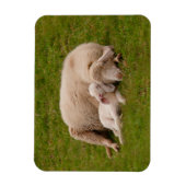 Kutest Baby Animals | Gloeiende gloeilamp Magneet (Verticaal)