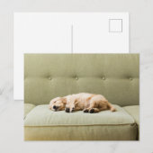 Kutest Baby Animals | Golden Retriever Puppy 2 Briefkaart (Voorkant / Achterkant)