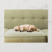 Kutest Baby Animals | Golden Retriever Puppy 2 Briefkaart (Voorkant)