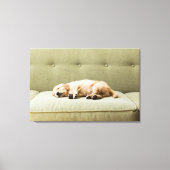 Kutest Baby Animals | Golden Retriever Puppy 2 Canvas Afdruk (Voorkant)