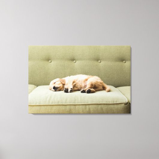 Kutest Baby Animals | Golden Retriever Puppy 2 Canvas Afdruk (Voorkant)